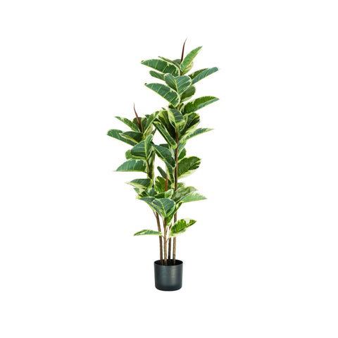 Φυτό Ficus Elastica από πολυαιθυλένιο με 54 φύλλα και γλάστρα με βρύο 145cm